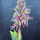 Orchids of Cyprus I
