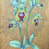 Orchids of Cyprus III