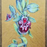 Orchids of Cyprus IV