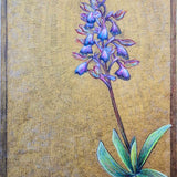 Orchids of Cyprus V