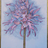 Orchids of Cyprus VI